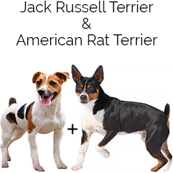 Jack Rat Terrier Dog